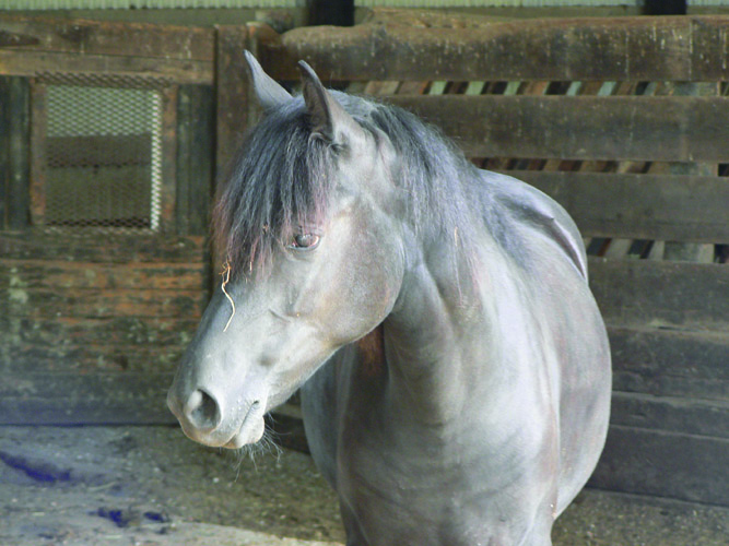 Types of Draft Horses on the Homestead Grit